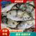 【推荐】广东佛山冷鲜鳜鱼品质保证，一体化供应欢迎选购