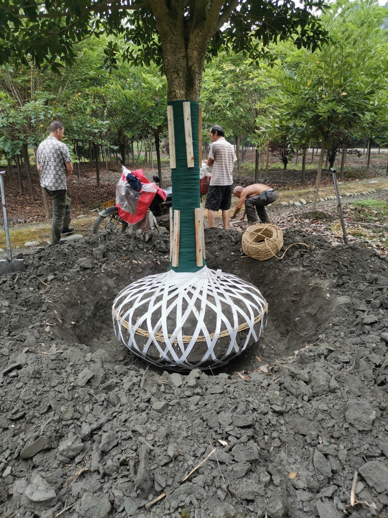 伟森园林高杆桂花批发苗木基地直发精品桂花树带土球