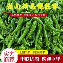 【优质货源】海南螺丝椒对接全国商超市场质量保证电联