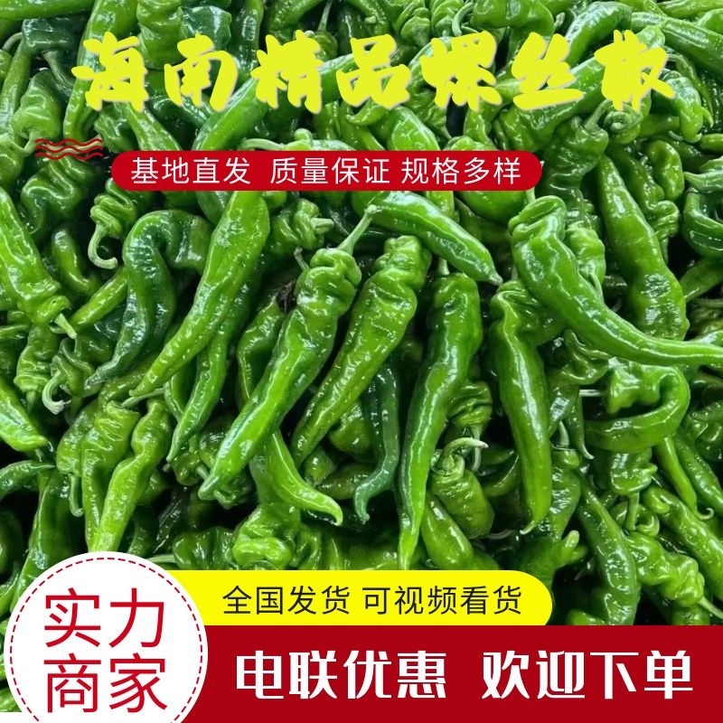 【优质货源】海南螺丝椒对接全国商超市场质量保证电联