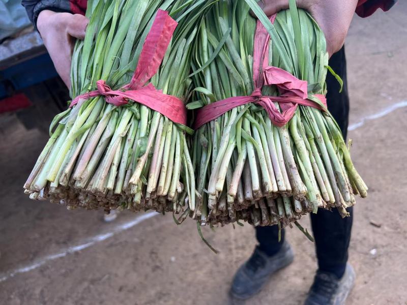 山东聊城【优质小叶韭菜】种植基地直发货源充足量大从优