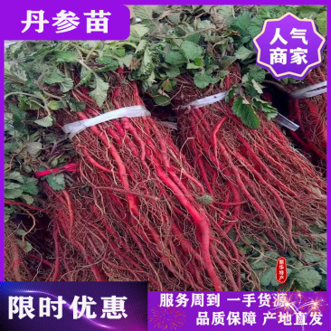 优质丹参苗种苗批发幼苗红参苗产量高头茬精品产量高