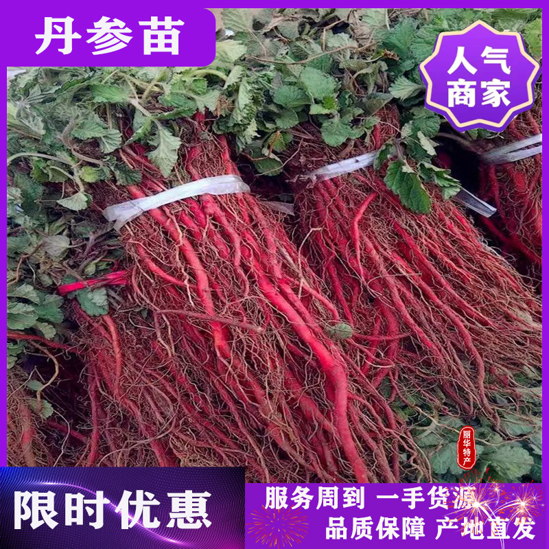 优质丹参苗种苗批发幼苗红参苗产量高头茬精品产量高