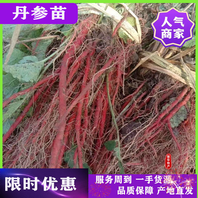 优质丹参苗种苗批发幼苗红参苗产量高头茬精品产量高