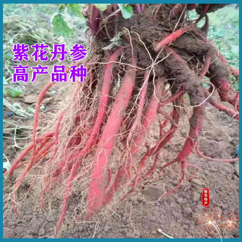 优质丹参苗种苗批发幼苗红参苗产量高头茬精品产量高