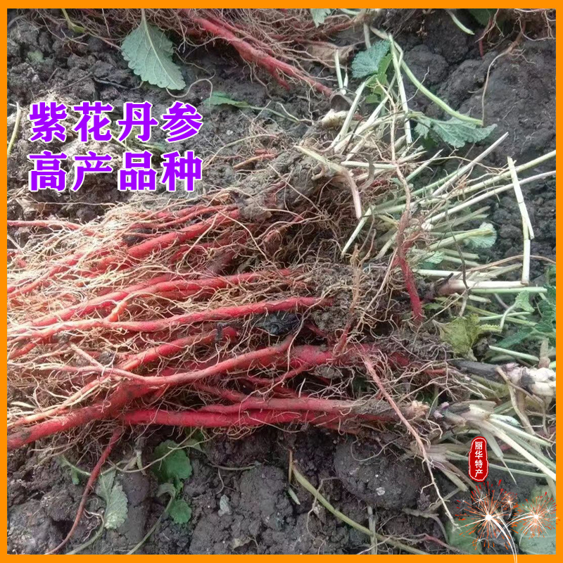 优质丹参苗种苗批发幼苗红参苗产量高头茬精品产量高
