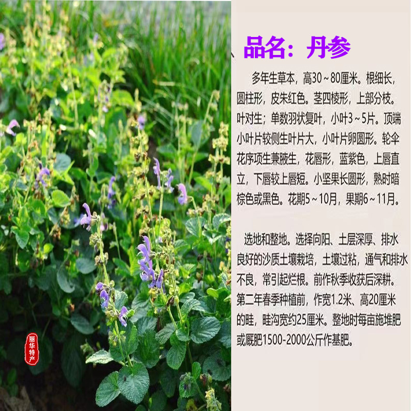 优质丹参苗种苗批发幼苗红参苗产量高头茬精品产量高