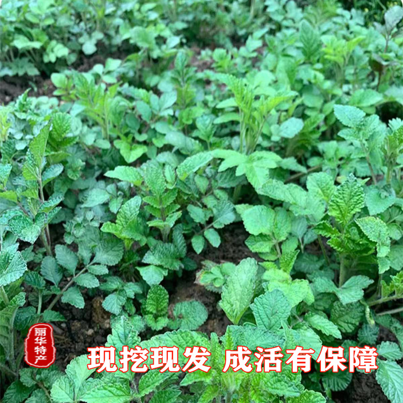 优质丹参苗种苗批发幼苗红参苗产量高头茬精品产量高