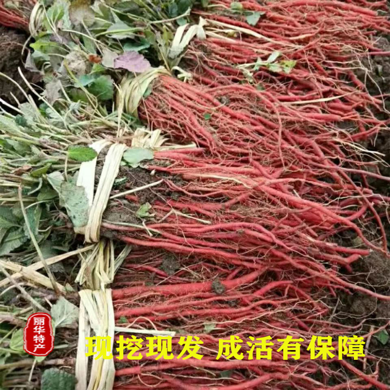 优质丹参苗种苗批发幼苗红参苗产量高头茬精品产量高