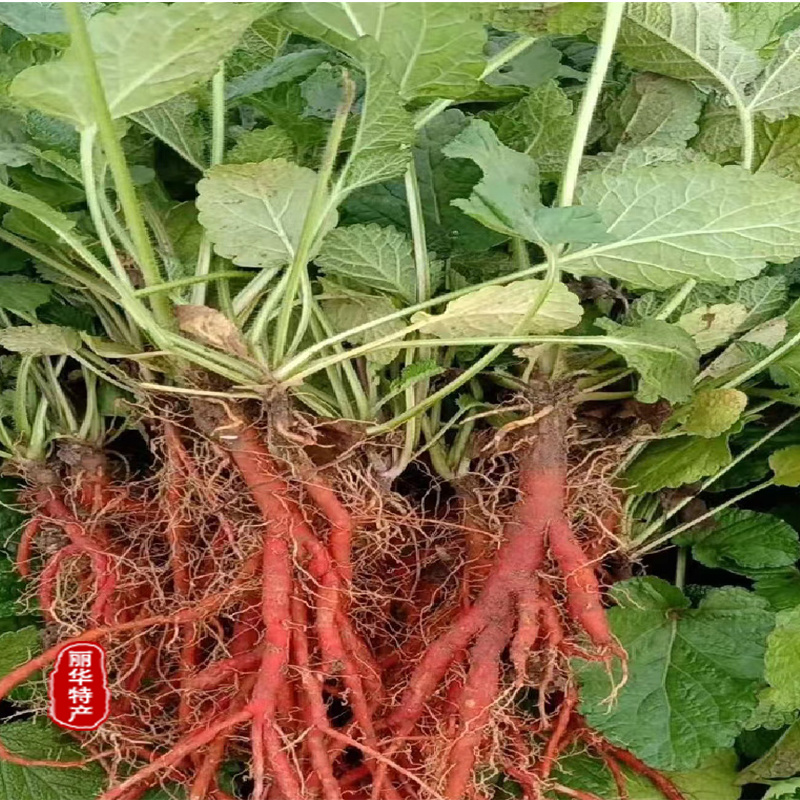 优质丹参苗种苗批发幼苗红参苗产量高头茬精品产量高
