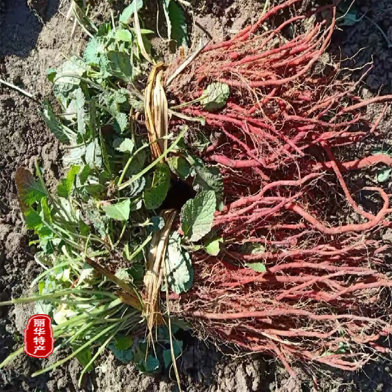 优质丹参苗种苗批发幼苗红参苗产量高头茬精品产量高