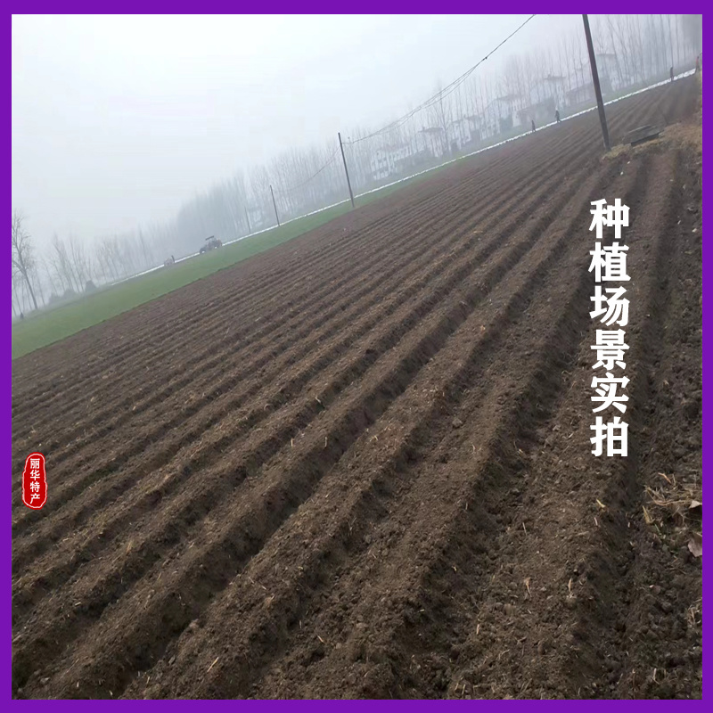 优质丹参苗种苗批发幼苗红参苗产量高头茬精品产量高