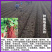 优质丹参苗种苗批发幼苗红参苗产量高头茬精品产量高