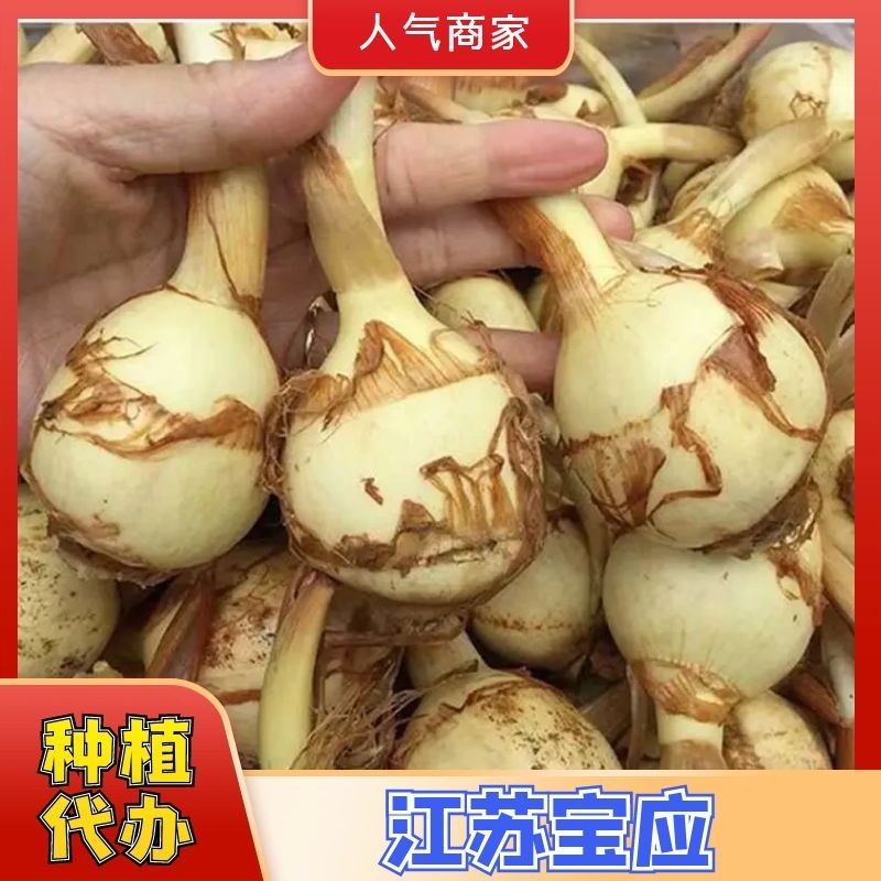 宝应纯白《大茨菇》大量上市，欢迎全国客商来产地批发！