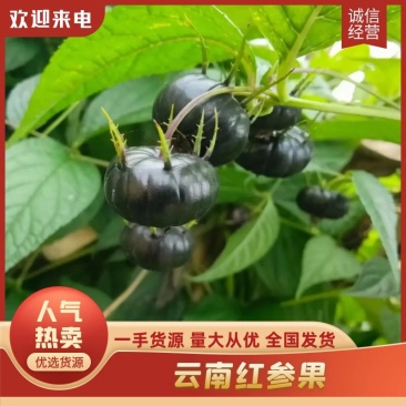 精品红果参云南蜘蛛果产地发货量大从优欢迎全国老板考察