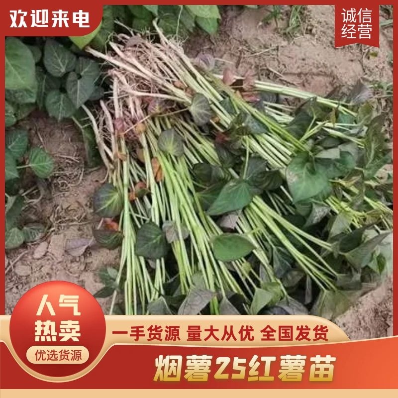 红薯苗蜜薯苗冷棚脱毒苗小拱棚全面晾晒成活率高