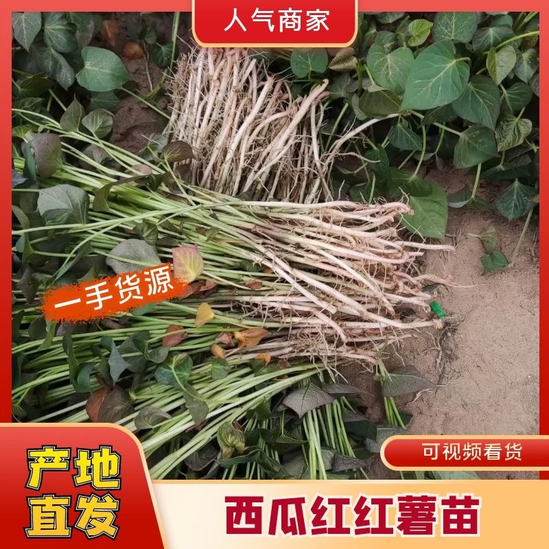 西瓜红优质脱毒红薯苗优质脱毒种薯通风时间长