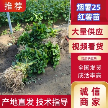 红薯苗蜜薯苗冷棚脱毒苗小拱棚全面晾晒成活率高