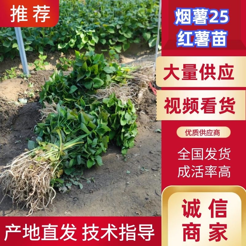 红薯苗蜜薯苗冷棚脱毒苗小拱棚全面晾晒成活率高