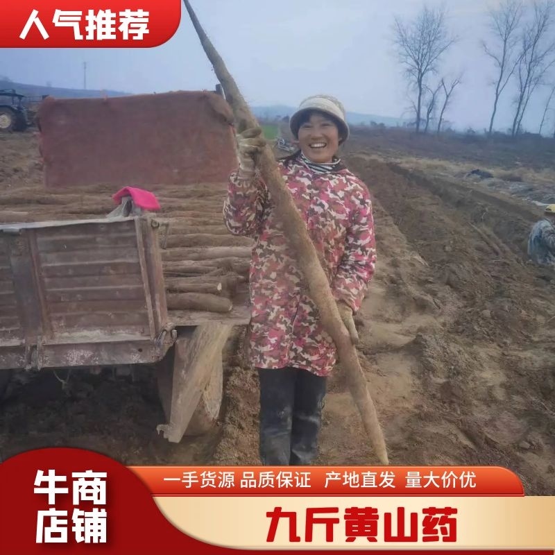 湖北新鲜九斤黄山药，湖北山药量大从优，品质保证