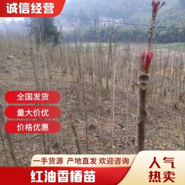 纯正红油香椿苗四川产地一手货源产品直销成活率高