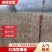 纯正红油香椿苗四川产地一手货源产品直销成活率高