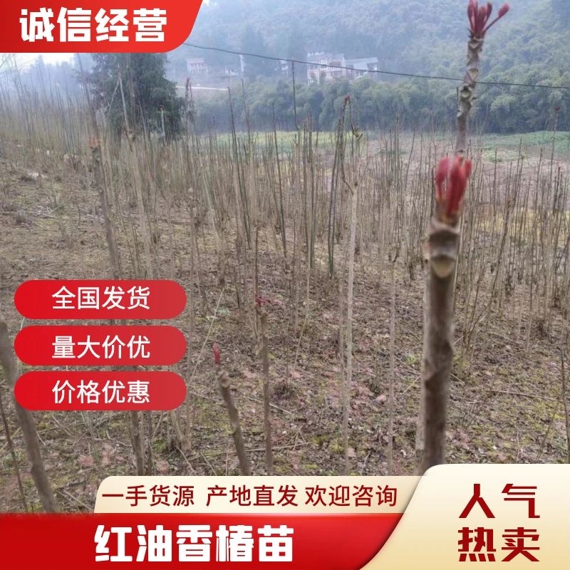 纯正红油香椿苗四川产地一手货源产品直销成活率高