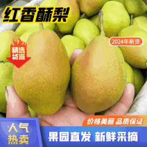 陕西渭南红香酥梨香甜可口全国发货大量低价批发可视频看货