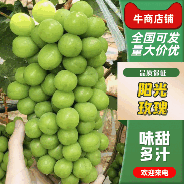 葡萄阳光玫瑰颗粒饱满，糖度高，口感甜一手货源全国代发