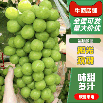 【精品葡萄】陕西渭南大荔县阳光玫瑰葡萄大量上市基地直供