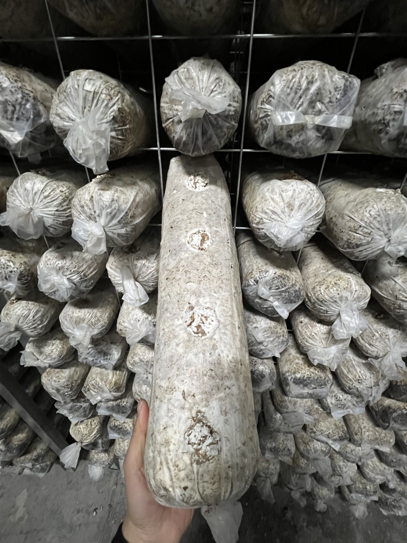 香菇菌棒七河九号厂家直供质量保证价格美丽欢迎订购