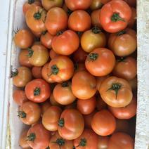 西红柿品质保证产地直发可视频欢迎咨询