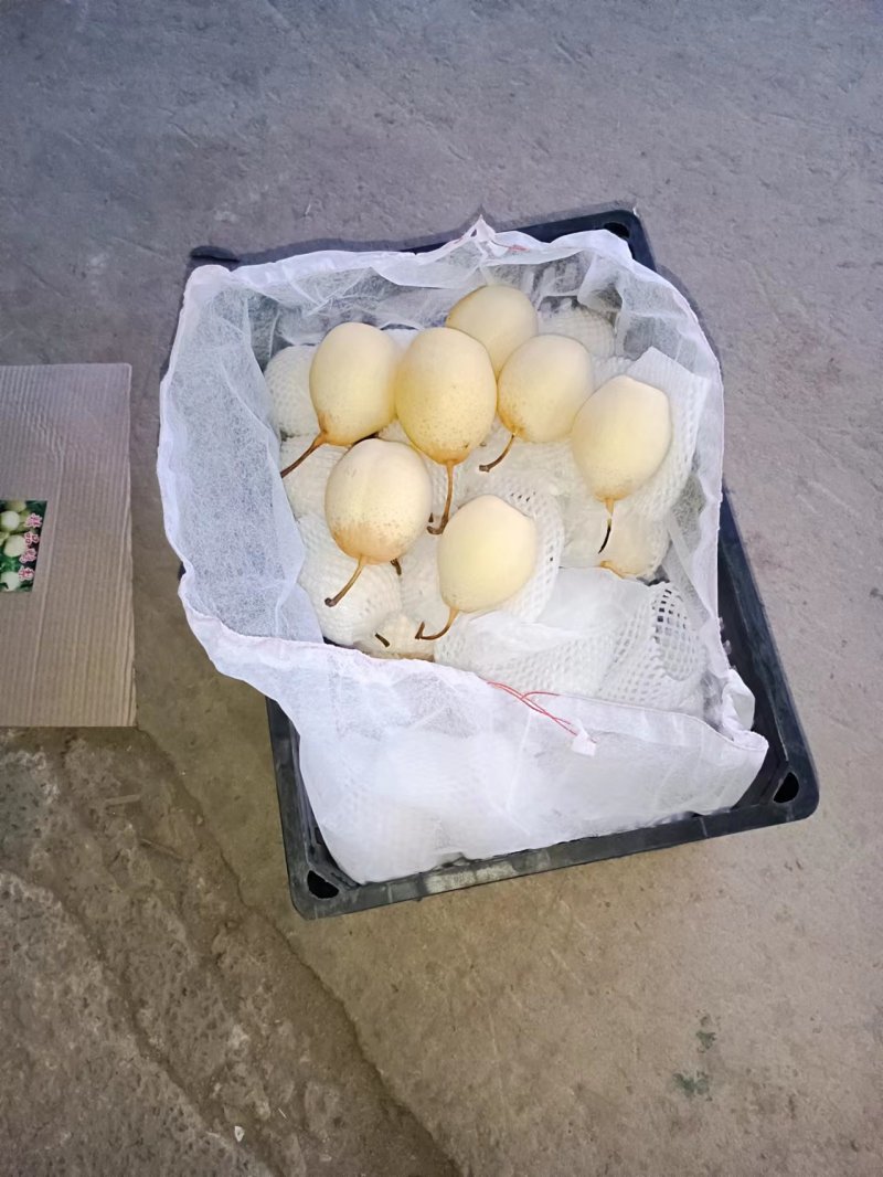 水晶鸭梨赵县鸭梨一手货源对接商超档口欢迎各地下单