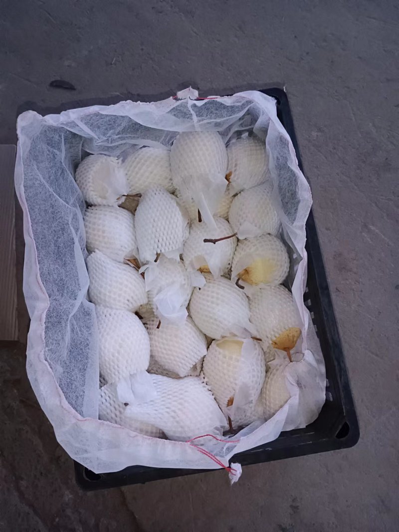 水晶鸭梨赵县鸭梨一手货源对接商超档口欢迎各地下单
