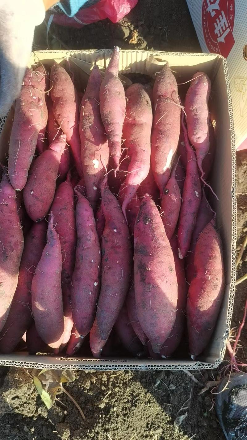 红薯红瑶红薯产地直供品质保证对接全国