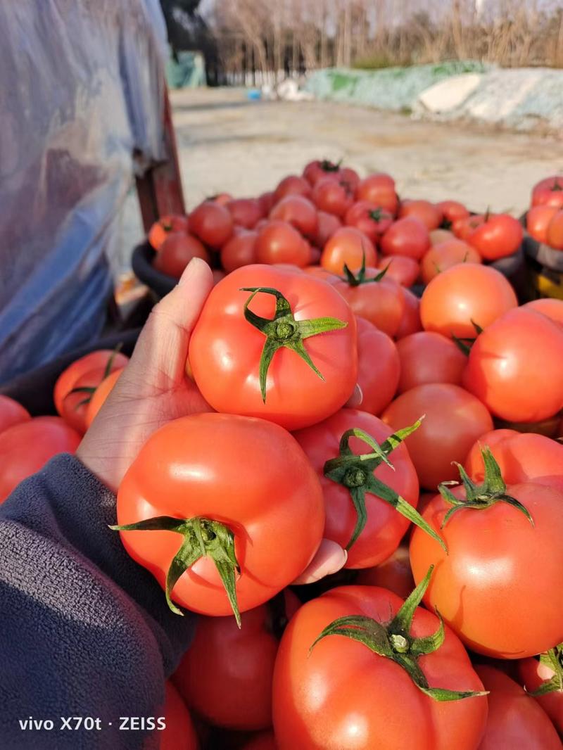 温州硬粉西红柿大量上市产地直发价格优惠欢迎咨询
