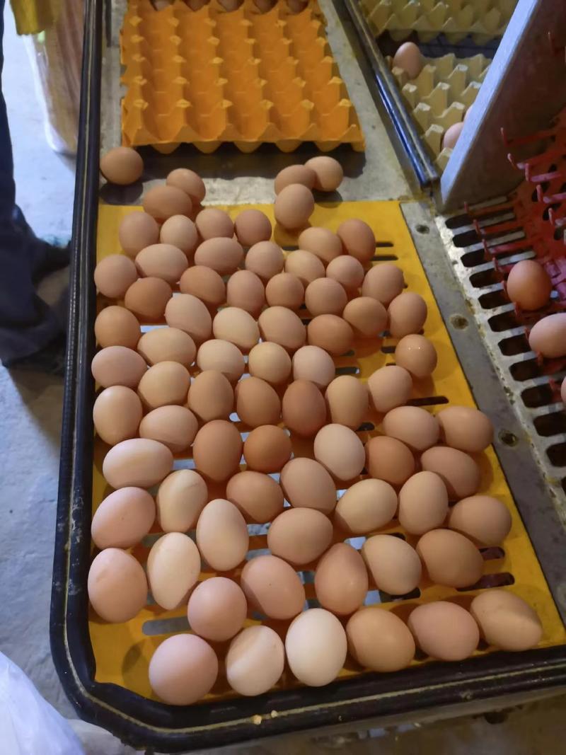 小个头黑凤草鸡蛋一斤11个左右山东基地发货量大从优
