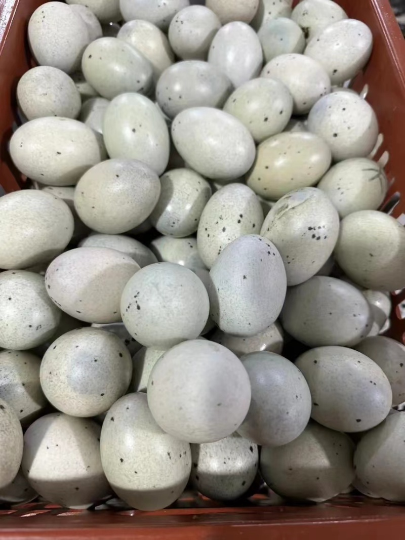 精品松花蛋礼品盒包装山东基地全国发货规格多样可定制