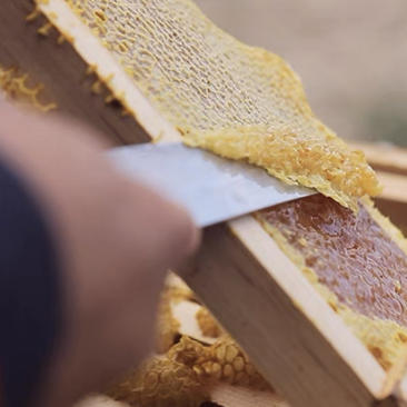 纯正鸭脚木蜂蜜大量供应保质保量自家养殖甜蜜健康