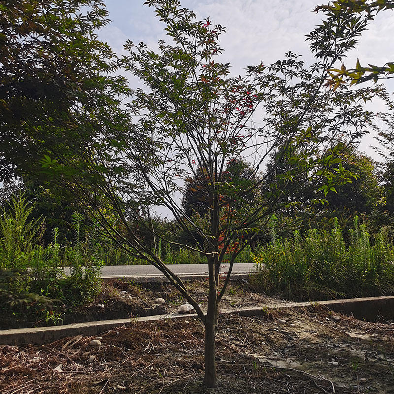 伟森园林基地直供8公分中国红枫观赏树风景树