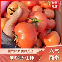 精品硬粉西红柿大量上市品质保证可视频