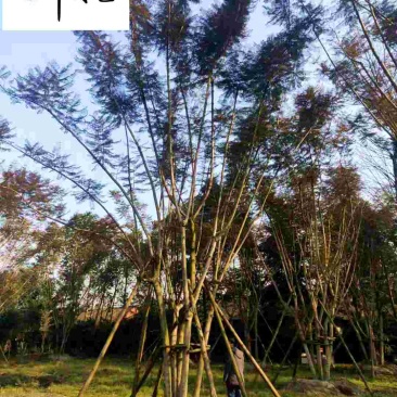 精品蓝花楹成都苗木基地直销8-25公分蓝花楹优惠价