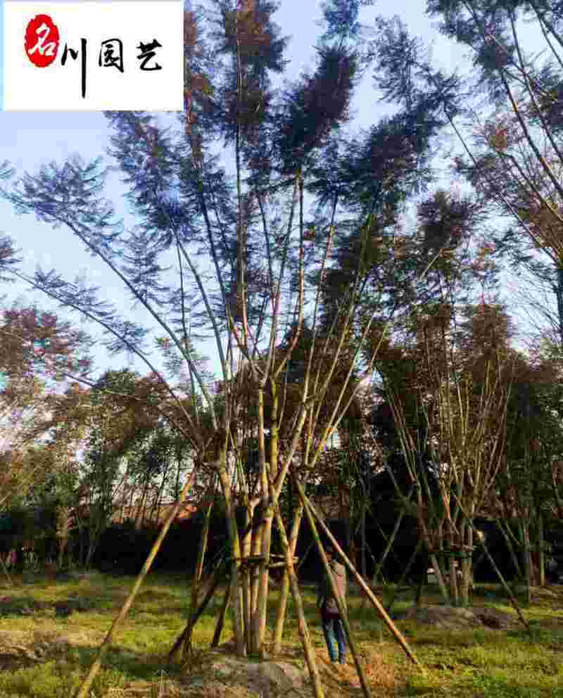 精品蓝花楹成都苗木基地直销8-25公分蓝花楹优惠价