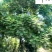 精品蓝花楹成都苗木基地直销8-25公分蓝花楹优惠价