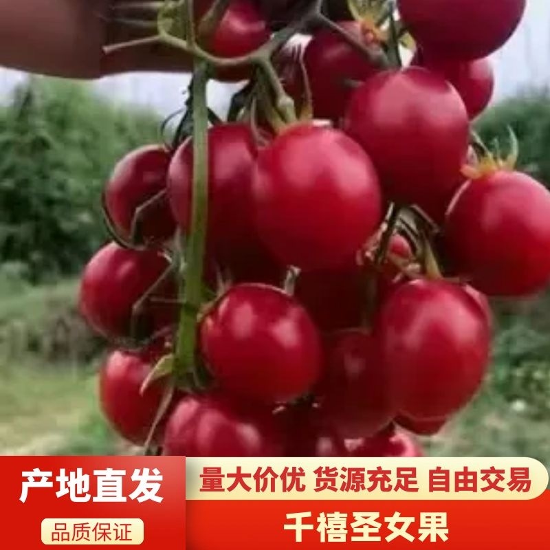 【推荐】广东电白区千禧圣女果甜度高水分足新鲜采摘