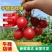 【代发全国】精品千禧圣女果品质保证对接电商商超量大