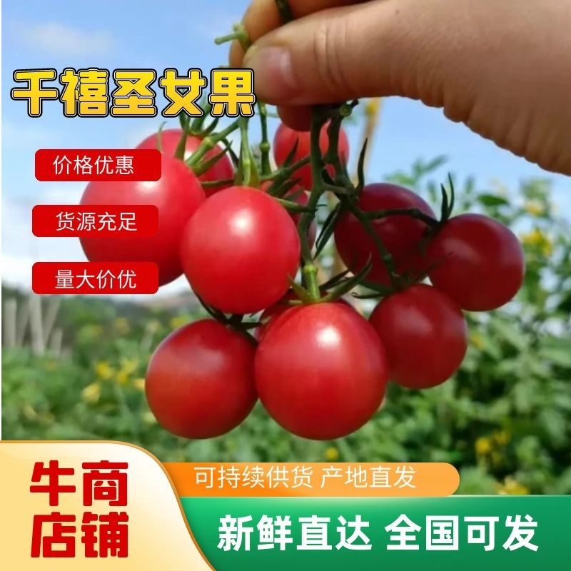 【代发全国】精品千禧圣女果品质保证对接电商商超量大