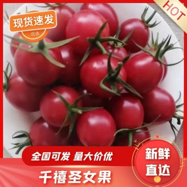 【实力商家】广东电白区精品千禧圣女果一手货源代发全国