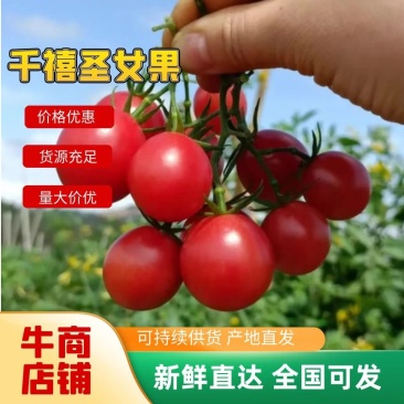 【实力商家】精品千禧圣女果产地批发现摘现发一手货源