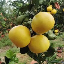 福建漳州柚子葡萄柚产地直发对接电商批发商